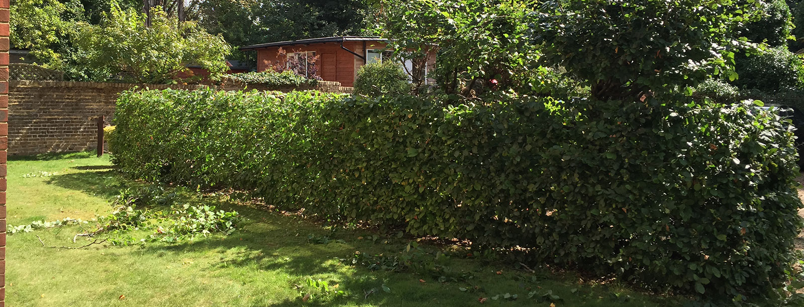 Hedging Services cutting Beech Hedge in Sutton Surrey