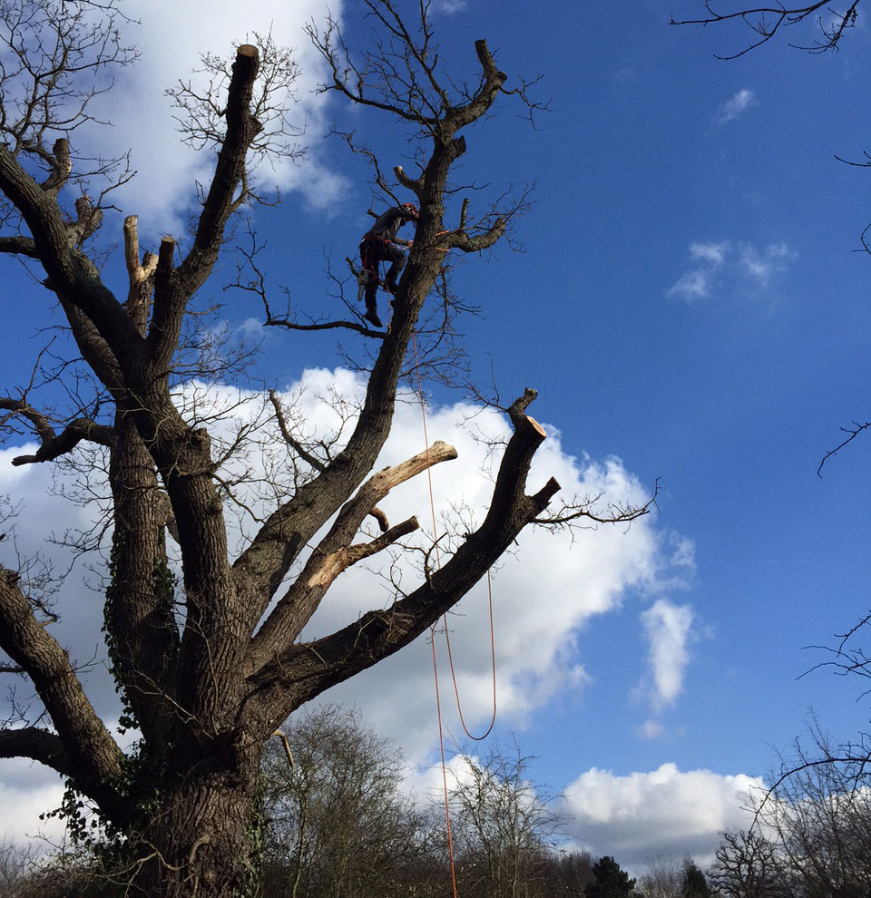 Pruning at Horton Country Park, Epsom, Surrey