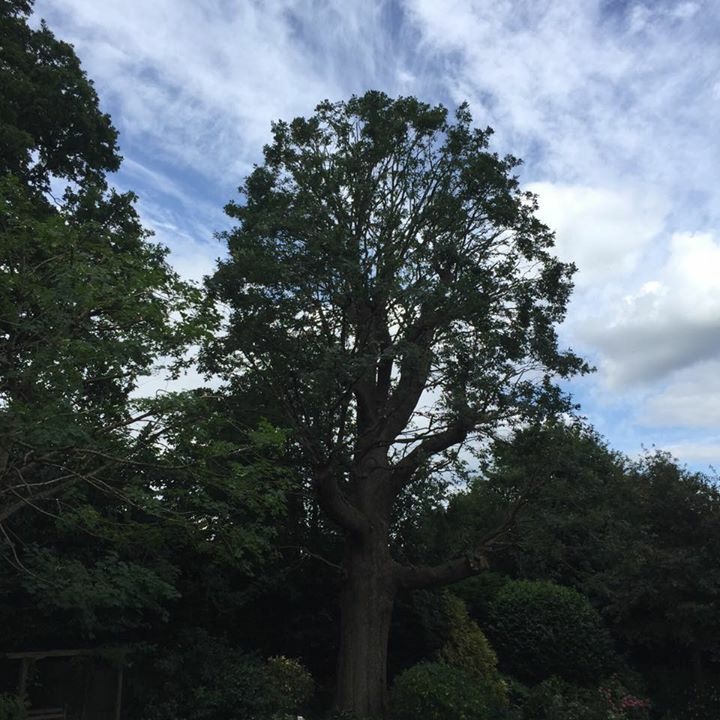 Oak tree reduction in Kingswood Surrey 