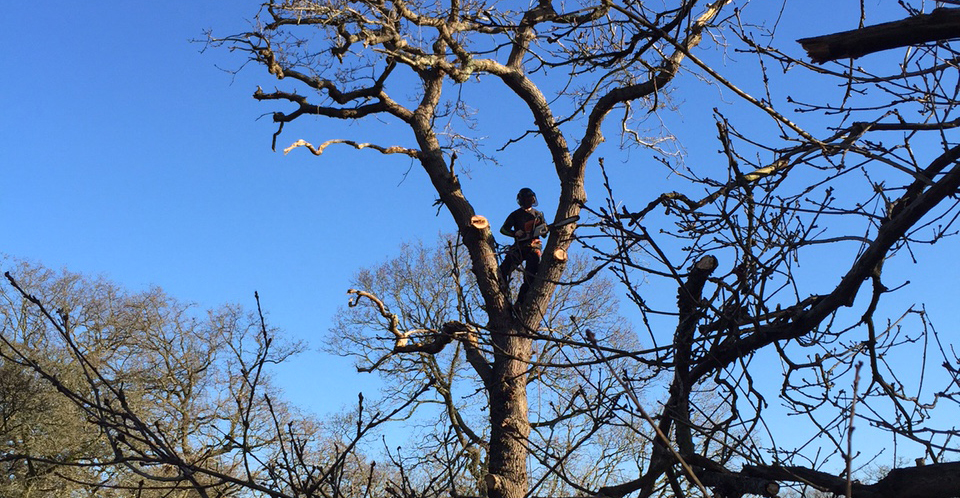 Tree Surgeon in huge Oak