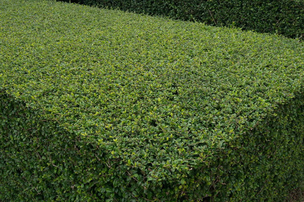 Hedge Cutting in Oxshott