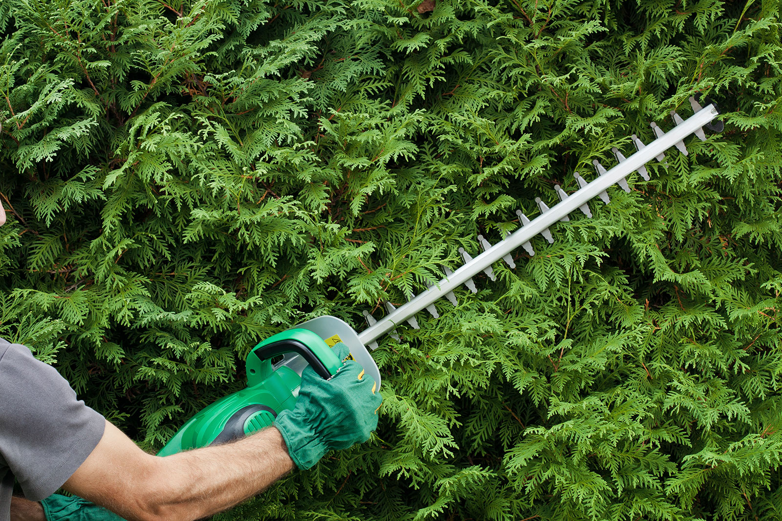 Hedge Cutting Services