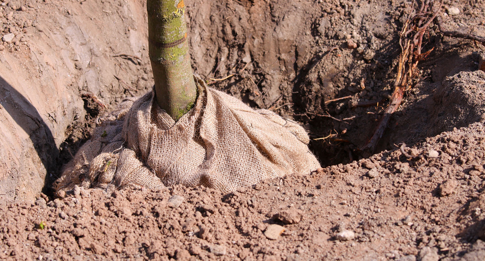 Tree Planting by qualified tree surgeons