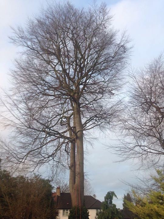 Large Beech tree Reduction in Coulsdon surrey 