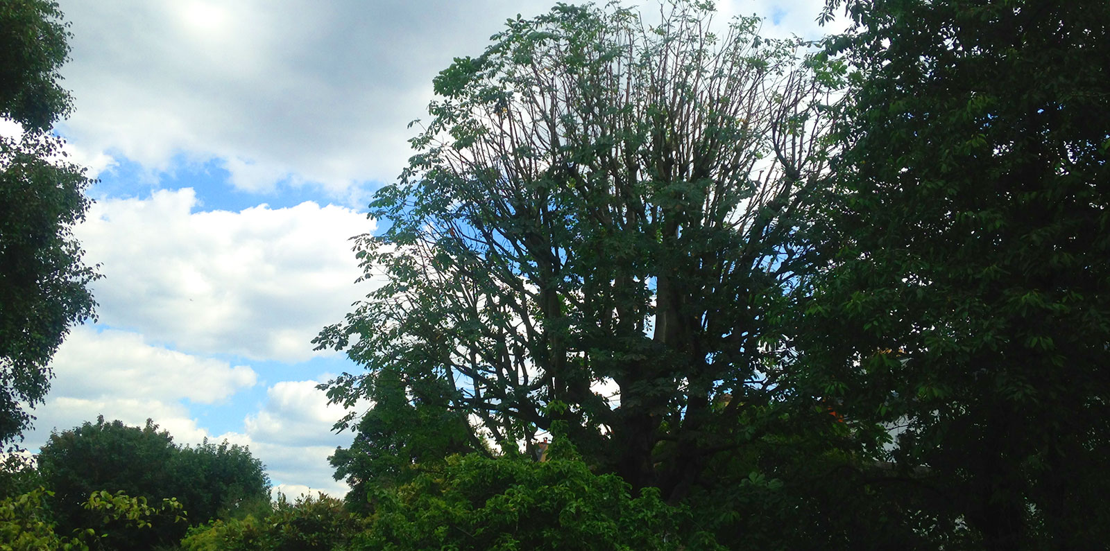 Crown Thinning of Horse Chestnut by Benton Tree Surgeons