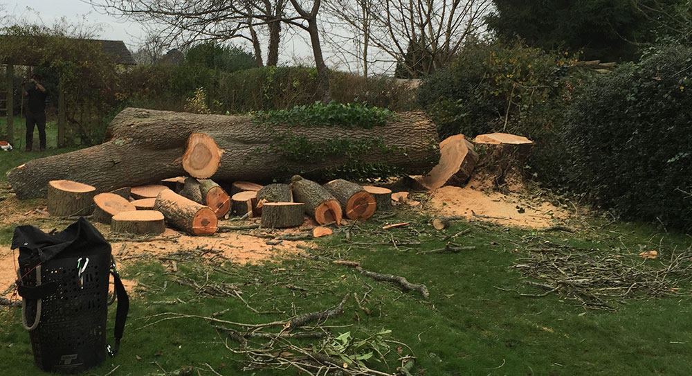 Ask Tree Removal Caterham Surrey