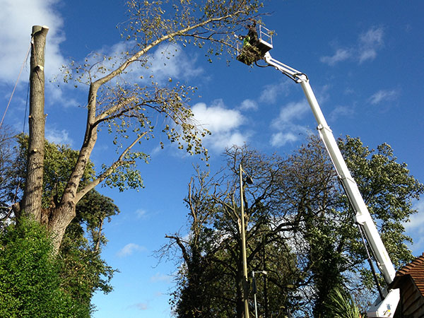 Tree Removal of Storm Damaged Birch by Cherry Picker