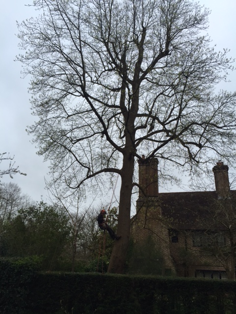 A Large Tulip tree in Chipstead 