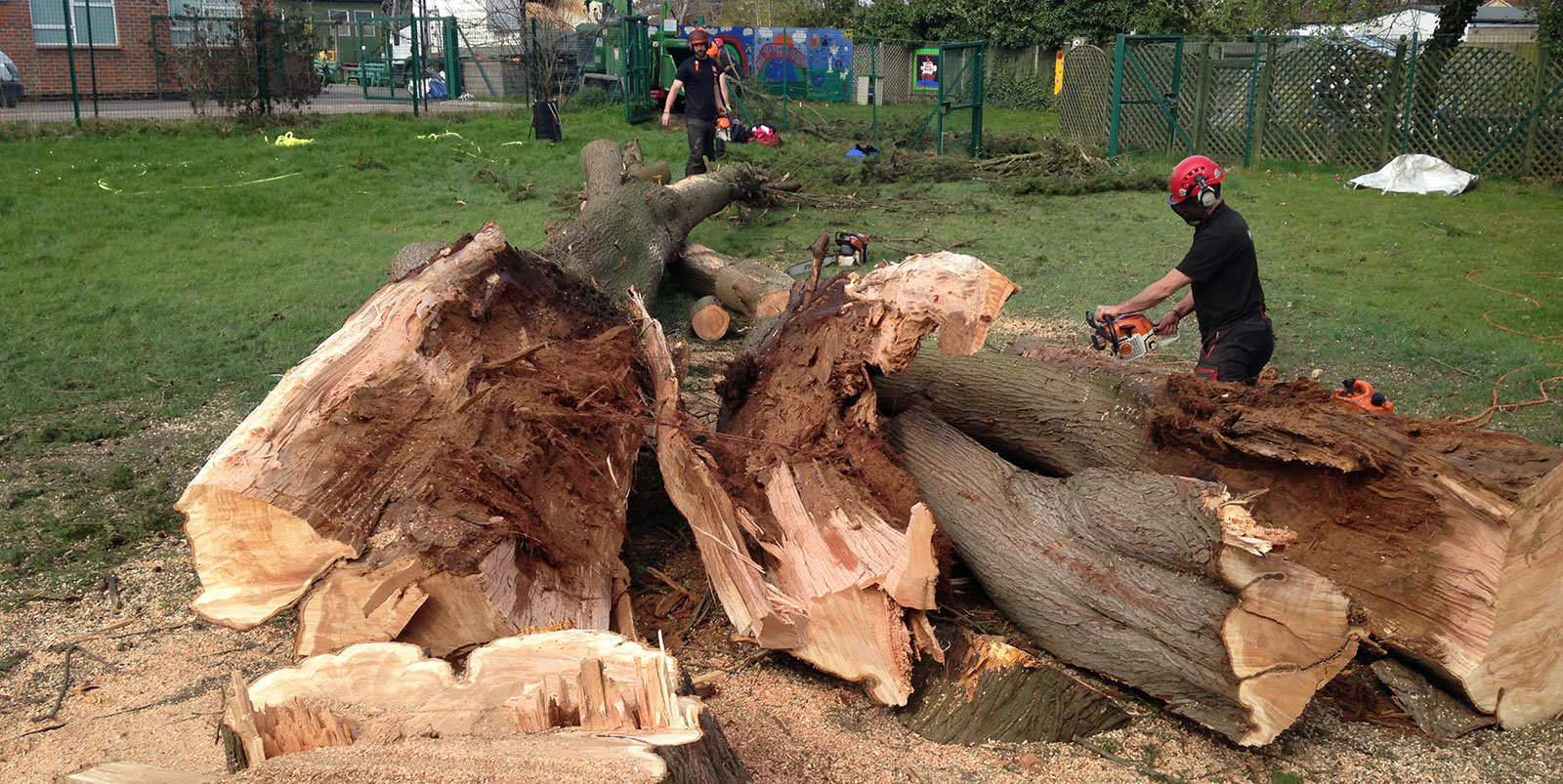 Storm damaged tree felling and removal